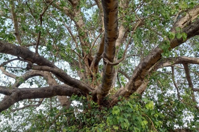 about peepal tree details?