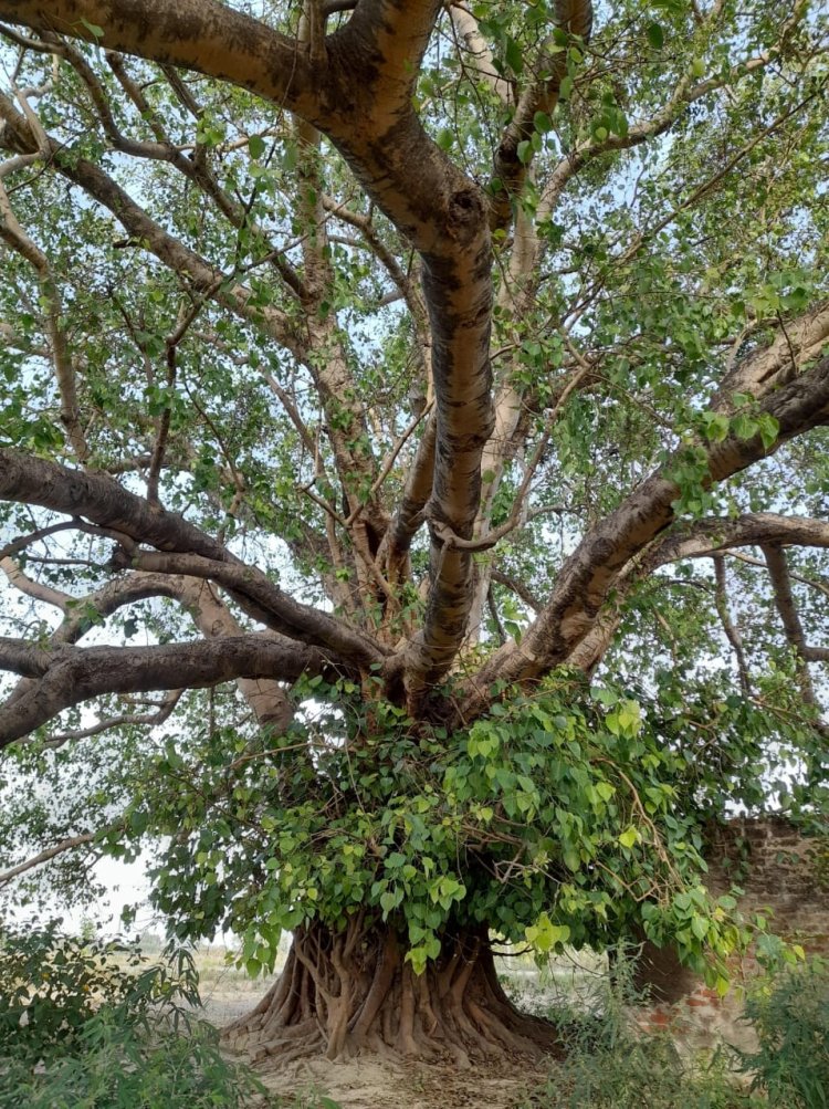 about peepal tree details?